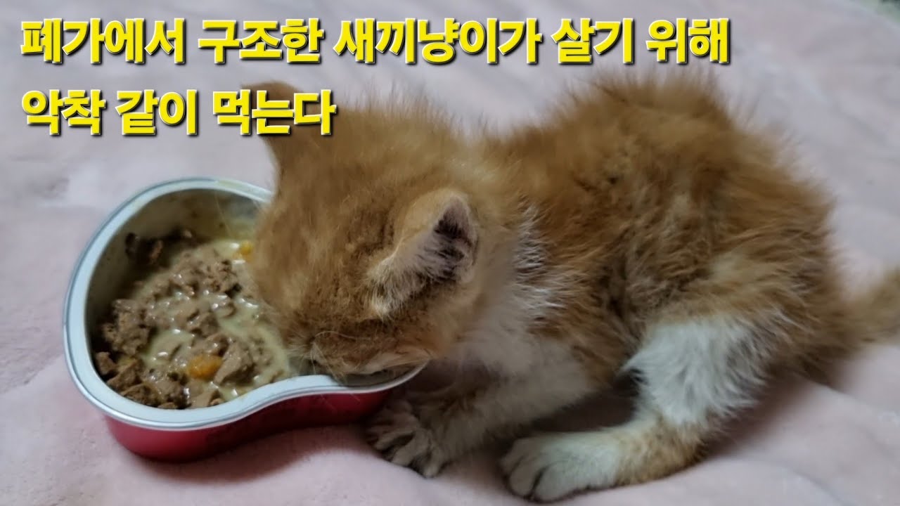너무 굶어 먹을 기운도 없는데 살고 싶어 악착같이 먹는 모습에 가슴이 먹먹해지네요