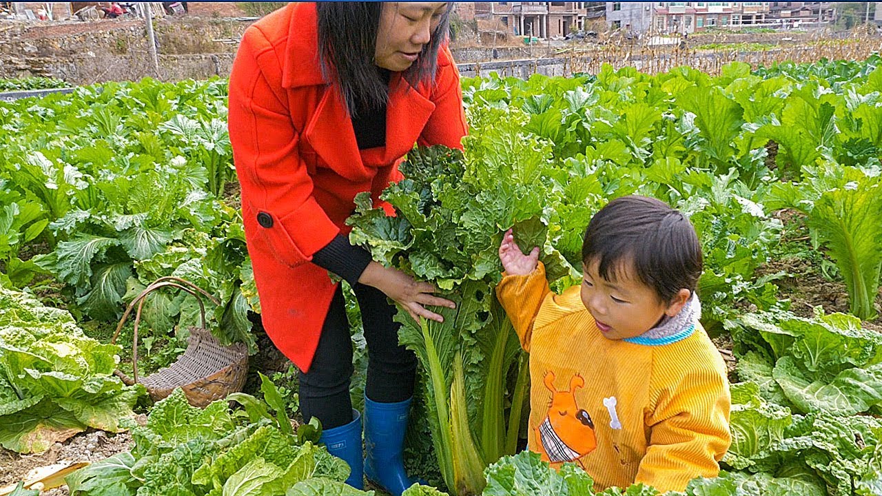 媳婦去菜地摘菜，一棵大白菜跟寶寶一樣高，綠油油看著喜人 | The cabbage is as tall as the baby, It looks very beautiful