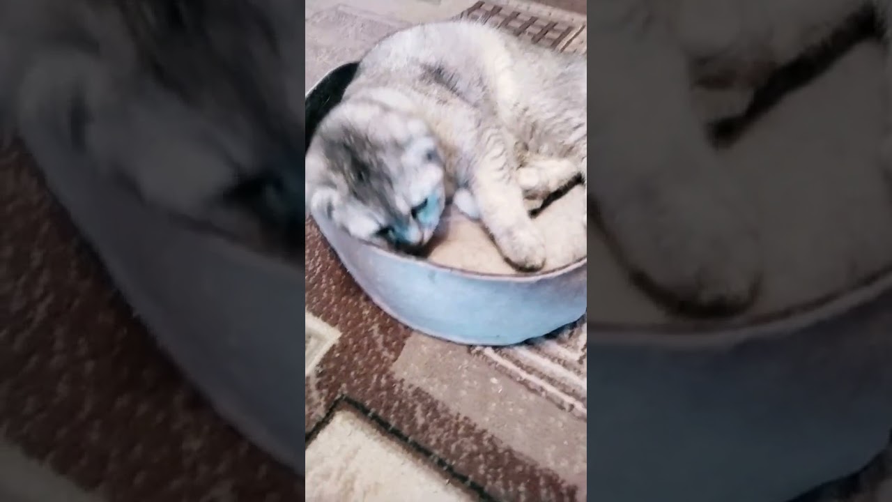 Мия 