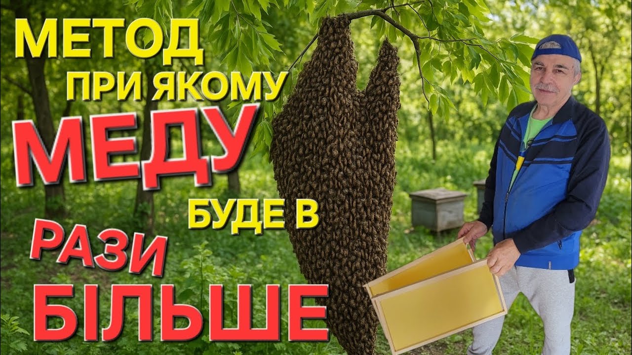 #бджоли Якщо РІЙ вийшов перед АКАЦІЄЮ...