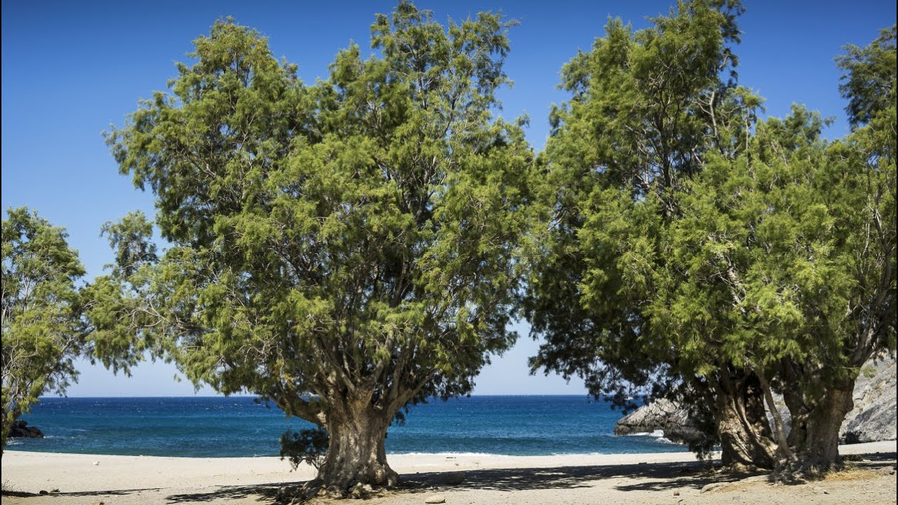 Tamarisk Trees and Their Significance in the Bible