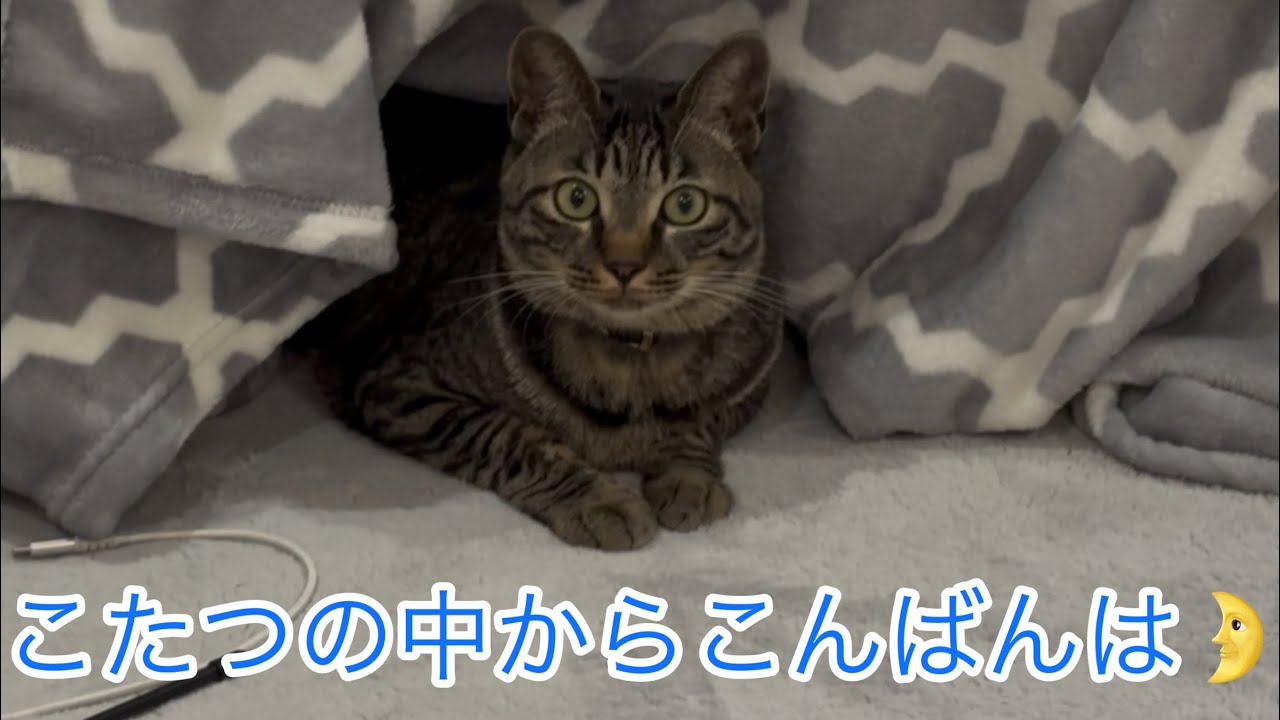 こたつの中からこんばんは🌛