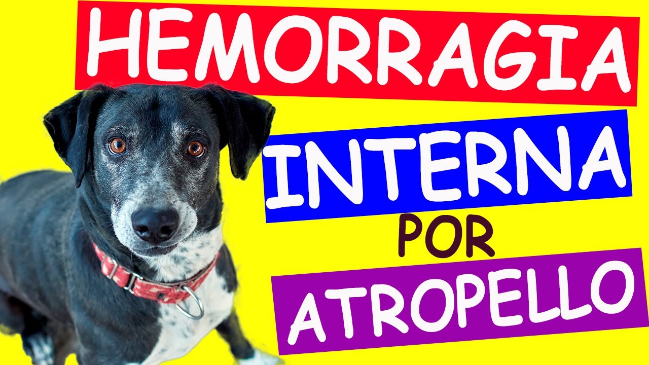 HEMORRAGIA INTERNA por ATROPELLO en PERROS - Primeros Auxilios y Cuidados Veterinarios