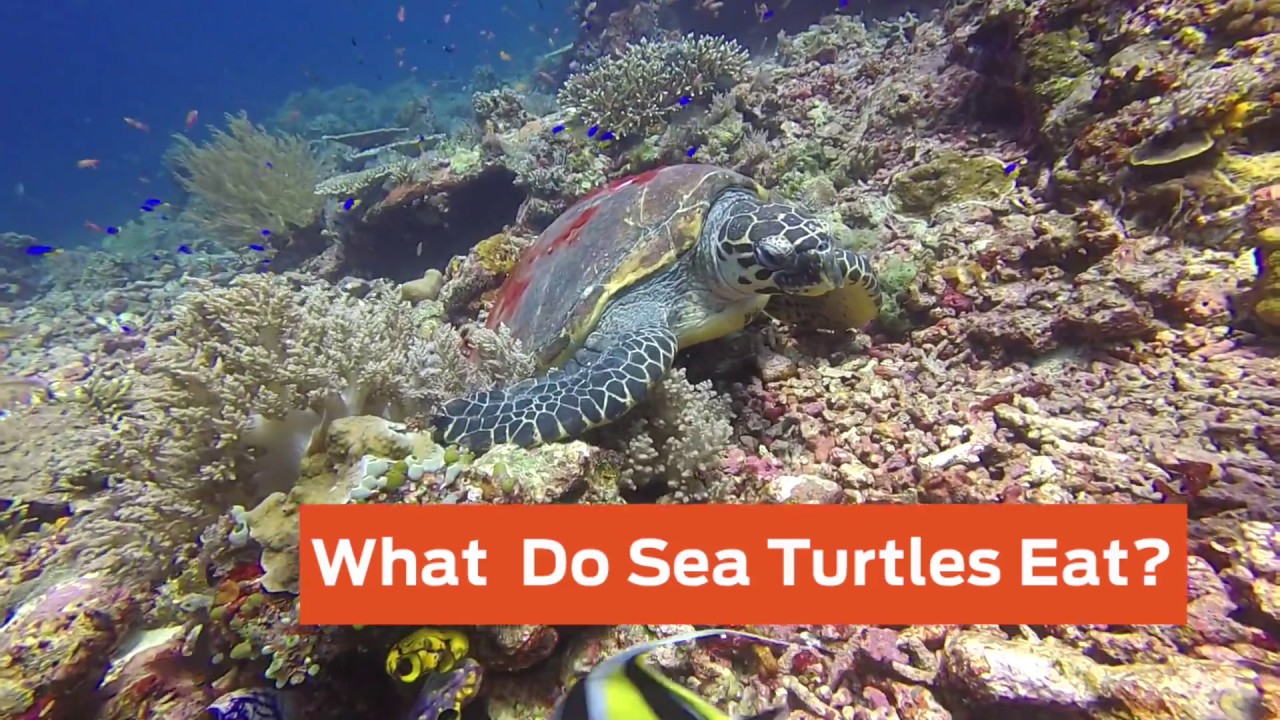 What Do Sea Turtles Eat?