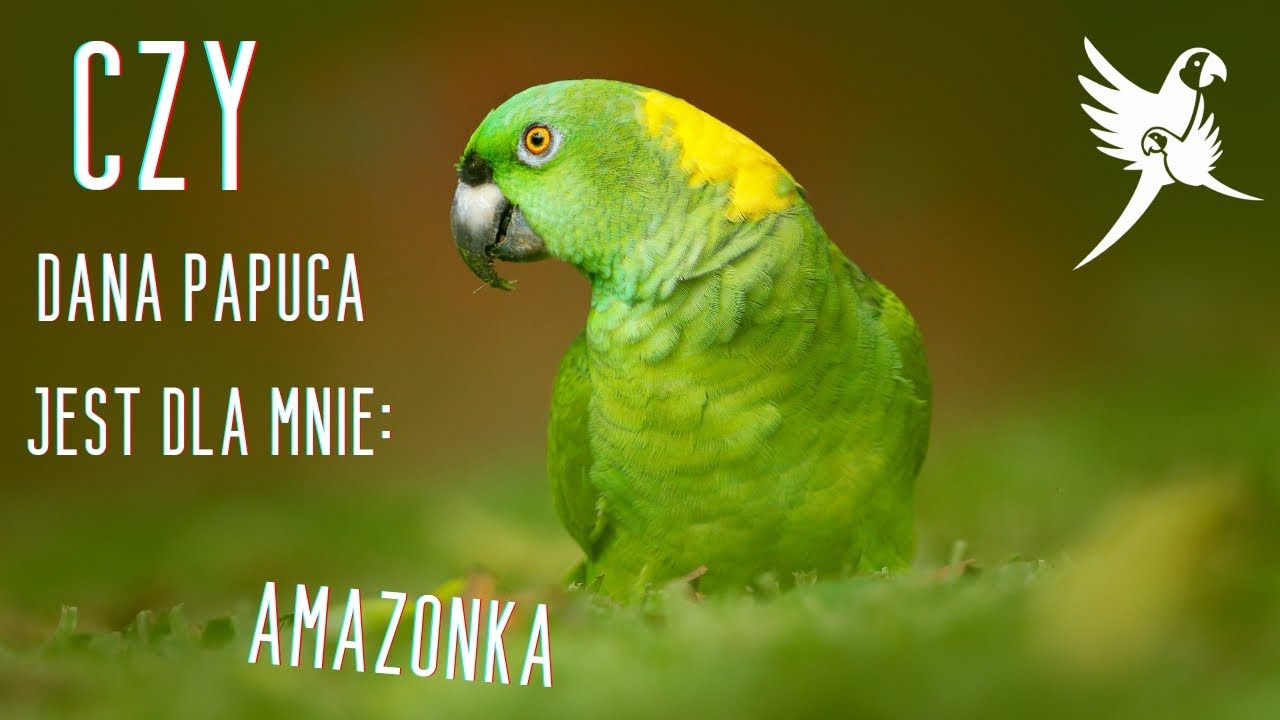 Czy dana papuga jest dla mnie: Amazonka - r&oacute;żne gatunki | www.parrotplanet.pl