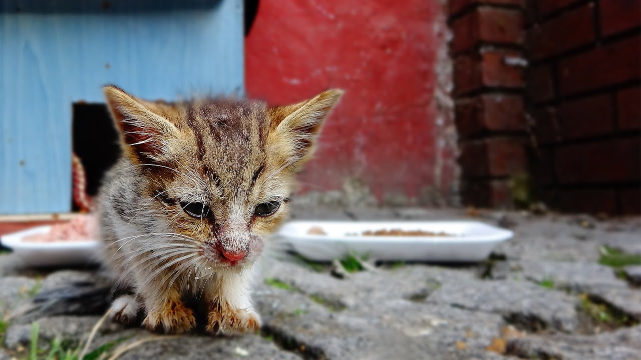 бедный голодный котенок хочет что-нибудь поесть 🐈 (голодный котенок хочет еды) lucky paws - часть 4