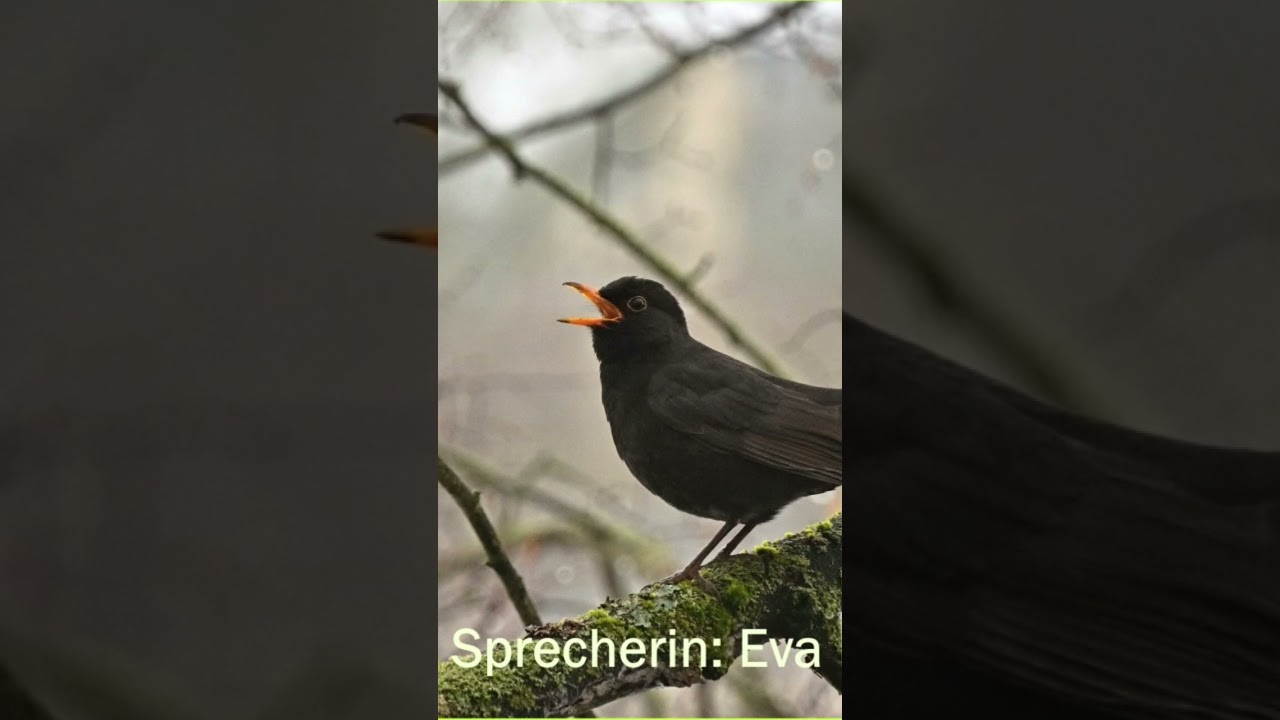 Die Amseln haben Sonne getrunken - Gedicht von Max Dauthendey
