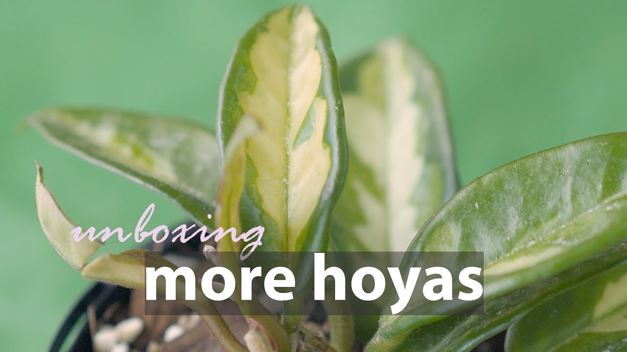 Hoya Krimson Queen and Krimson Princess | Unboxing more Hoyas