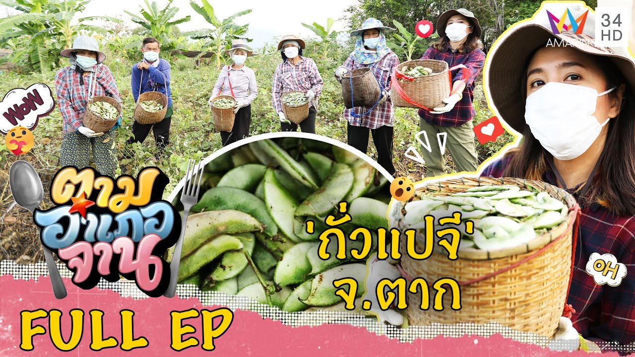 ถั่วแปจี จ.ตาก | ตามอำเภอจาน | 9 เม.ย.65 Full EP