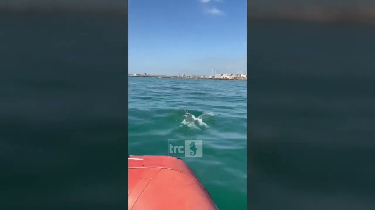 Alla Lega Navale arrivano i delfini