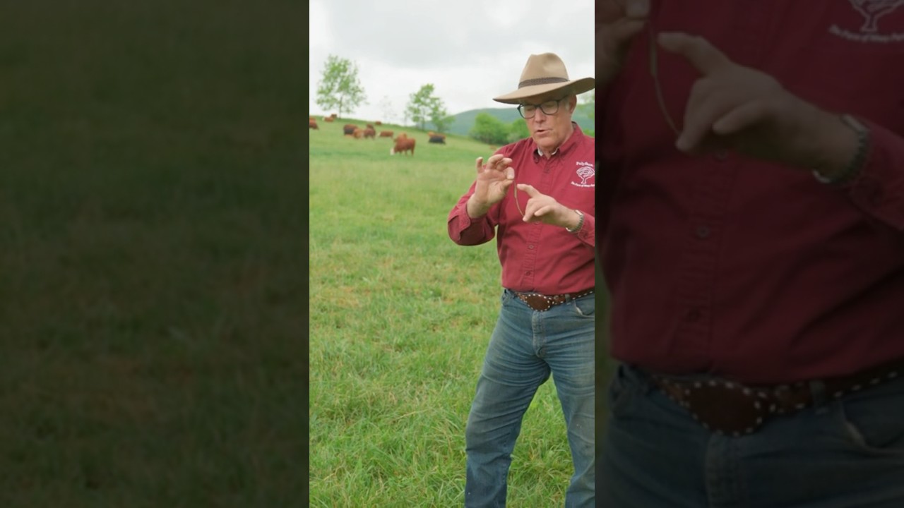 How to use rotational grazing & stimulate pasture growth for cattle grazing #regenerativeagriculture