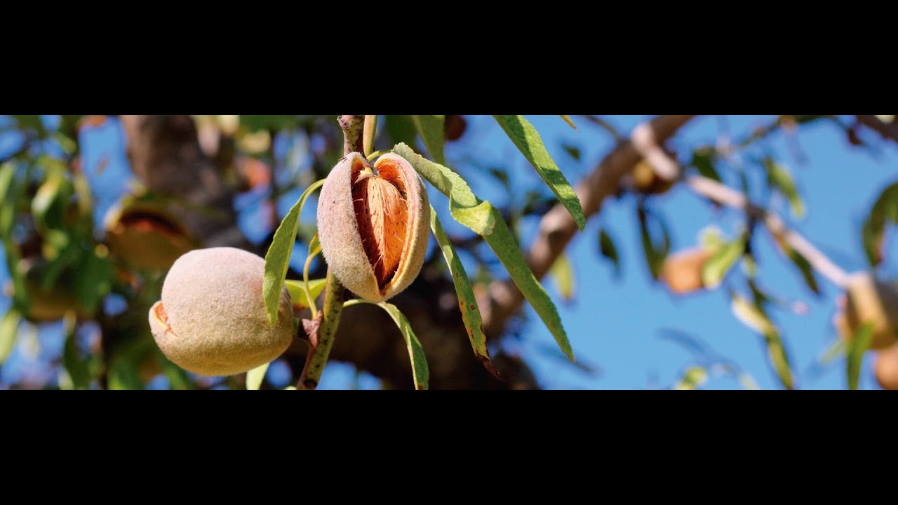 Ametlles Vicens, un producte de la Terra