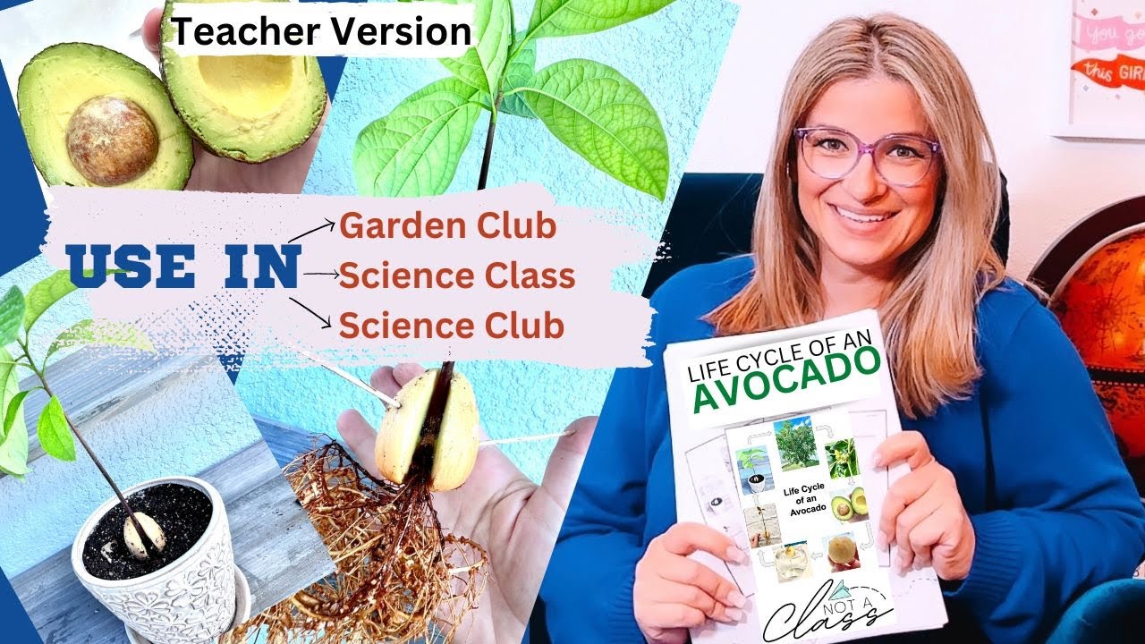 LIFE CYCLE OF AN AVOCADO | TEACHER VERSION | Growing avocado trees from seed #avocado #avocadotree