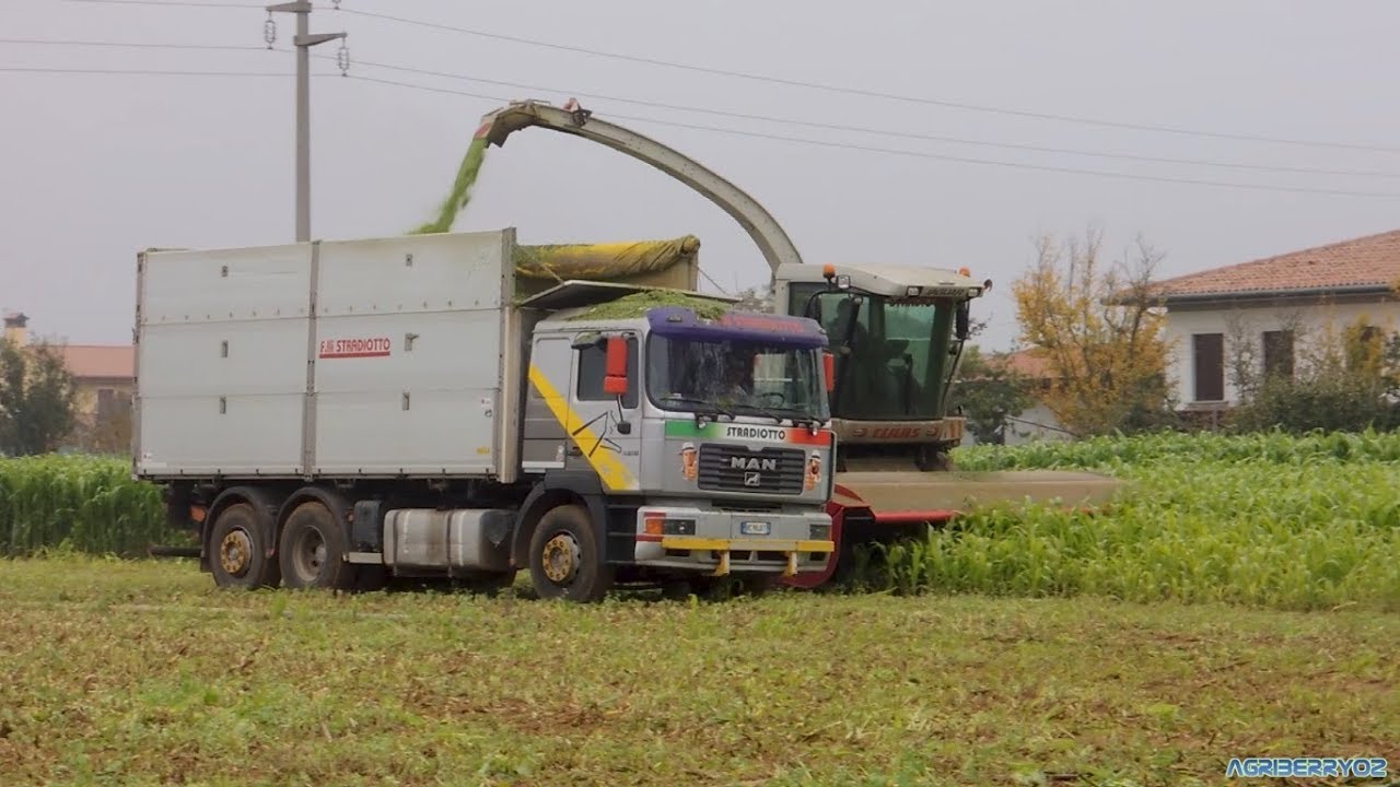 Insilato Di Sorgo 2017 | STRADIOTTO