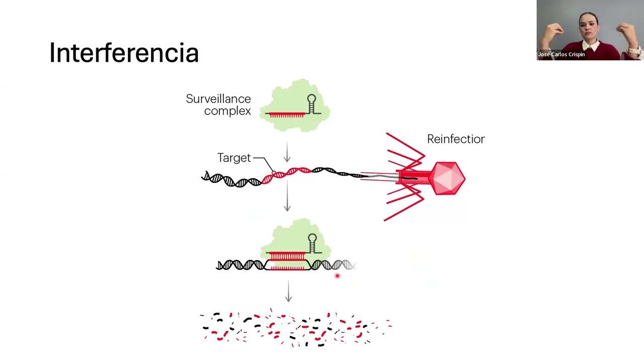 La técnica CRISPR-Cas: uso y aplicaciones en biomedicina
