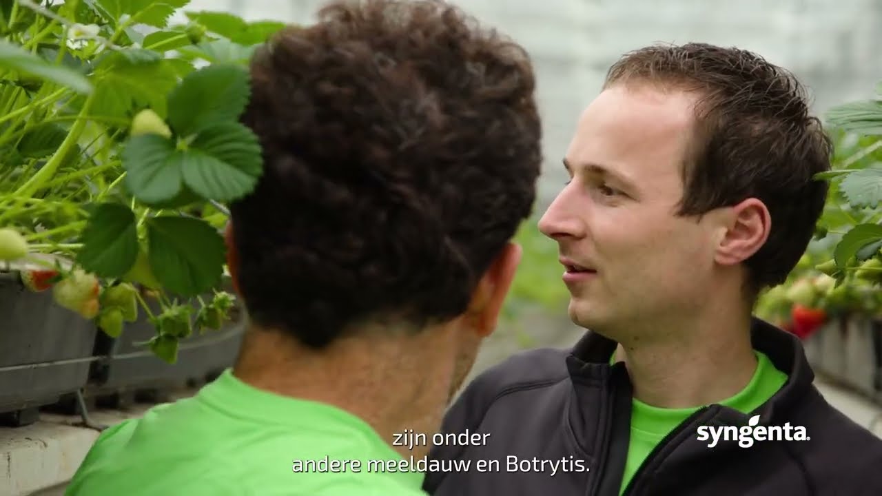 Taegro, een duurzame oplossing tegen schimmels in aardbeien
