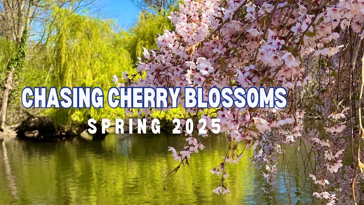 Chasing Cherry Blossoms in London