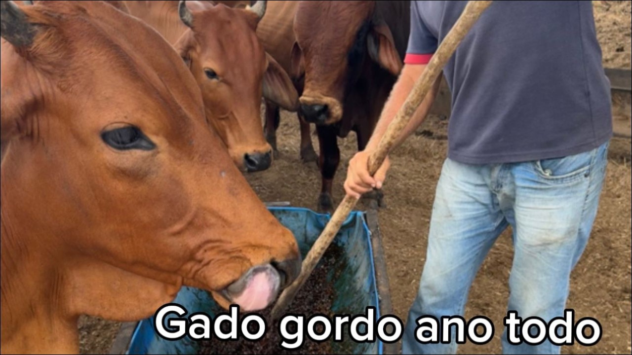 COMO DEIXAR O GADO GORDO NA SECA ?