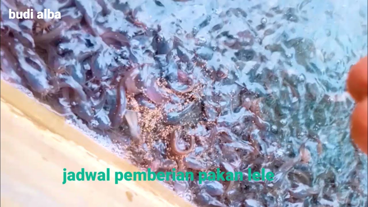 simak sampai tuntas! jadwal pemberian pakan di musim panas dan di musim hujan