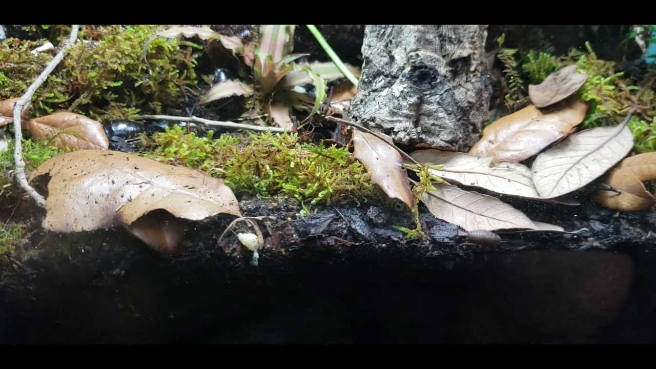 20 Gallon High Vivarium(with river and pond)
