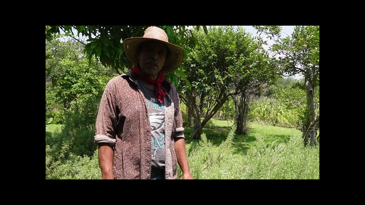 Planta medicinal Estafiate