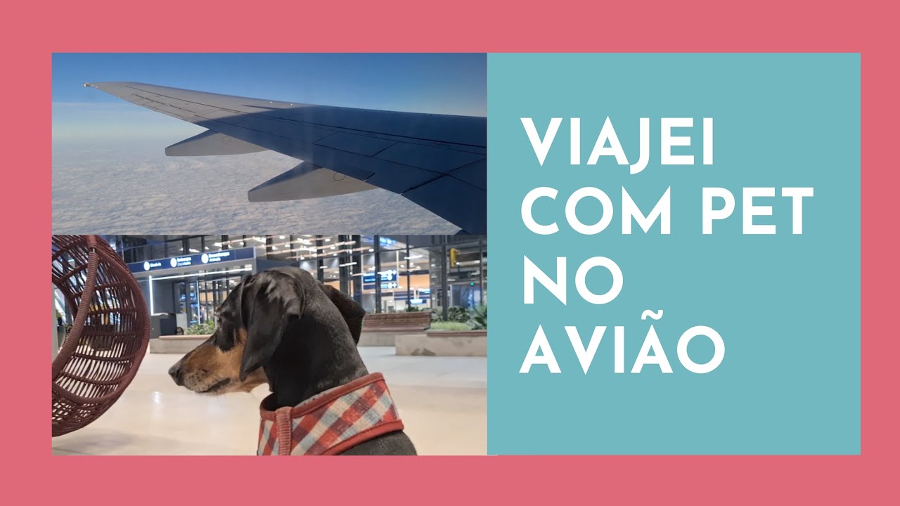 Viajar com pet na cabine do avião, PREÇOS e INFORMAÇÕES IMPORTANTES