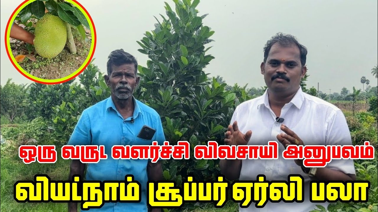 வியட்நாம் சூப்பர் ஏர்லி பலா! | ஒரு வருட வளர்ச்சி அனுபவம்! | VIETNAM SUPER EARLY JACK FRUIT | PASUMAI
