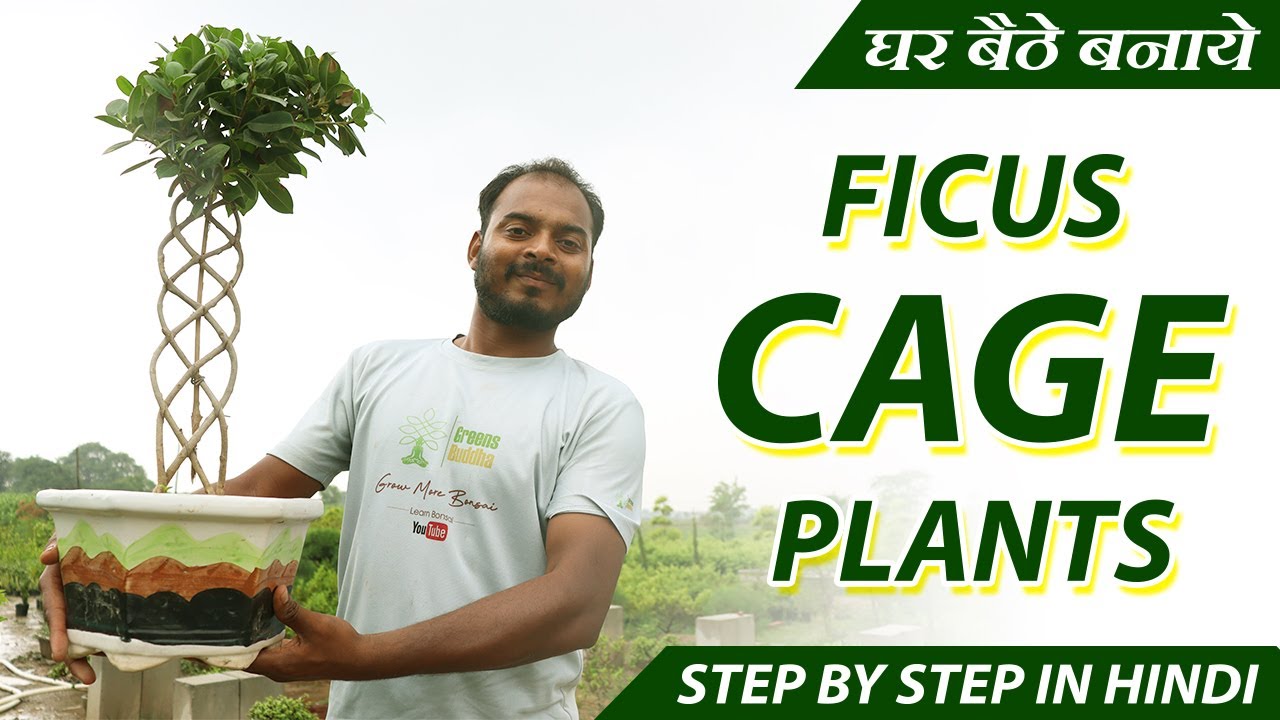 घर बैठे बनाये Ficus Cage Plants | Step By Step in Hindi | Know How to Make Ficus Cage Plants at Home