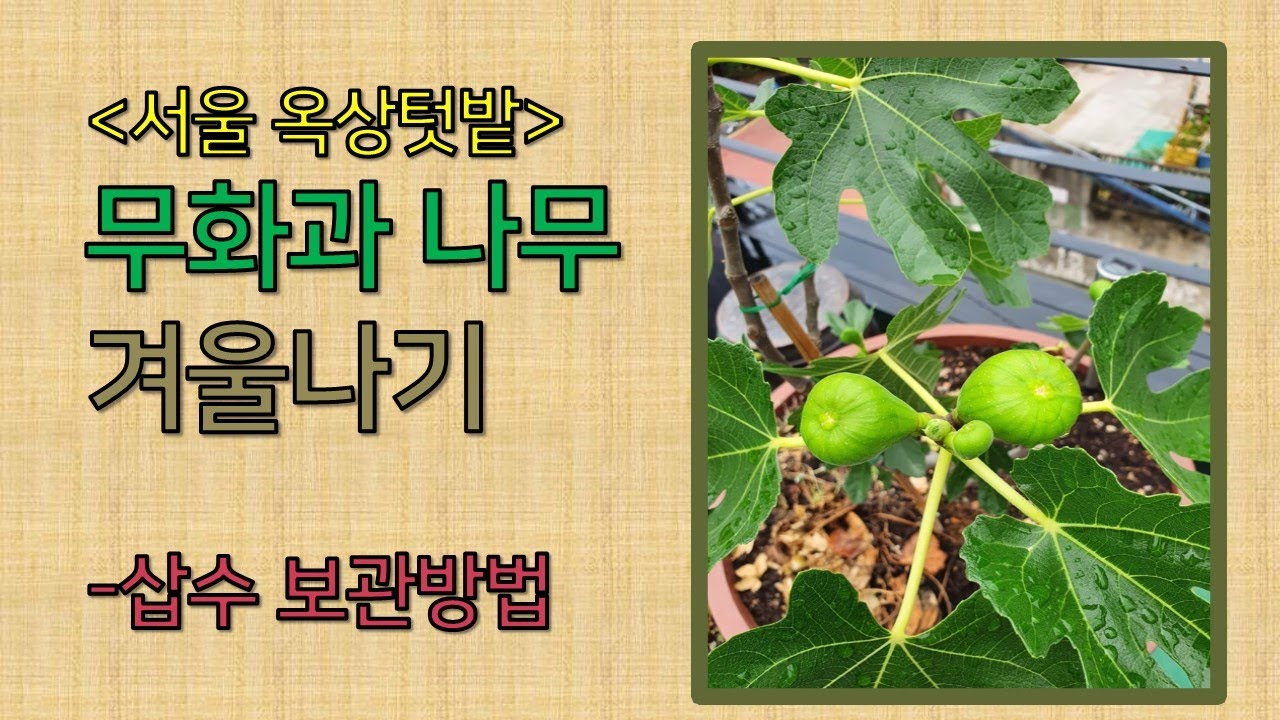 무화과나무 겨울준비