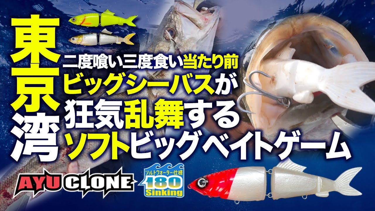 【東京湾ビッグシーバス】アユクローン180が食われまくった！