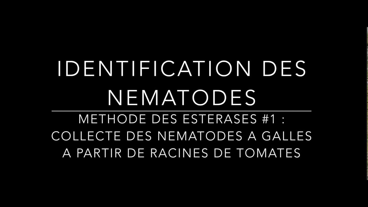 Identification moleculaire des nematodes part1 #Méthode esterase