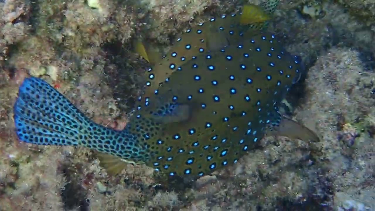Две Милашки.Две коробочки.Yellow boxfish (Ostracion cubicus). Форт Арабески.Макади Бэй.Ноябрь 2025.