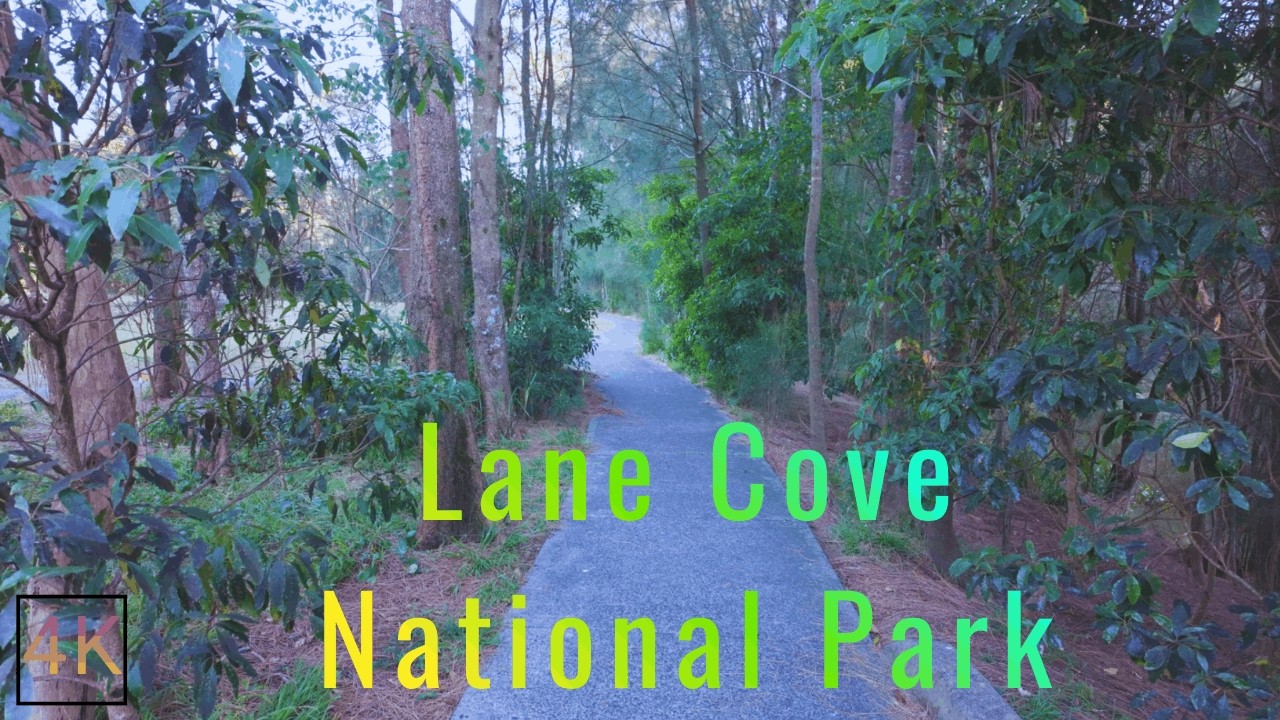Morning Walk in Lane Cove National Park | Sydney, Australia | 4K ASMR