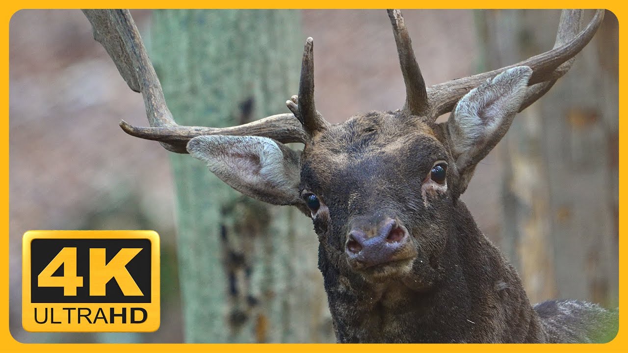 Fallow Deer Rut 2022