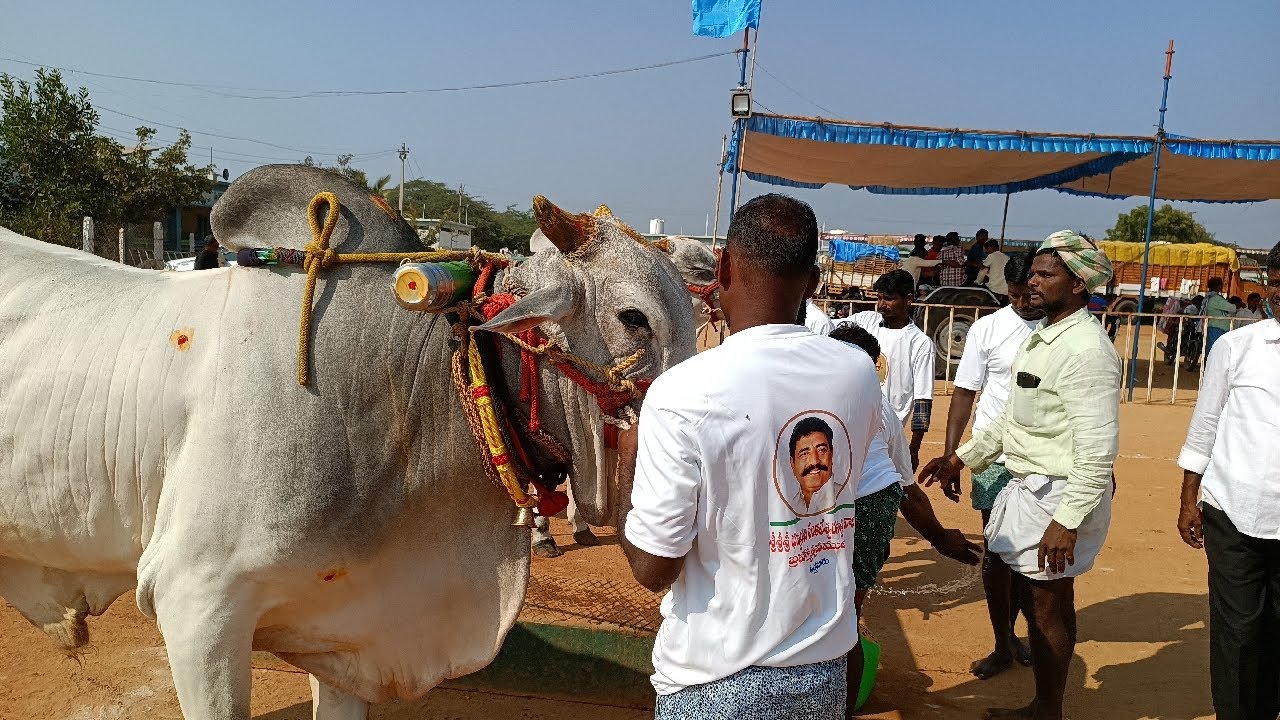 ఉత్తనూరు 4 పళ్ళ విభాగం బండలాగుడు పోటీలు 12వ జత రామాంజనేయులు