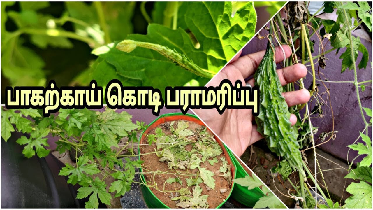 Easy way to maintain your bitter gourd plant🥒