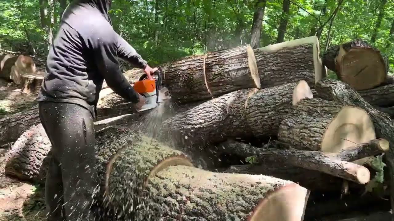 STIHL MS 462 C-M Full Force ⚡ Precision, Speed & Danger