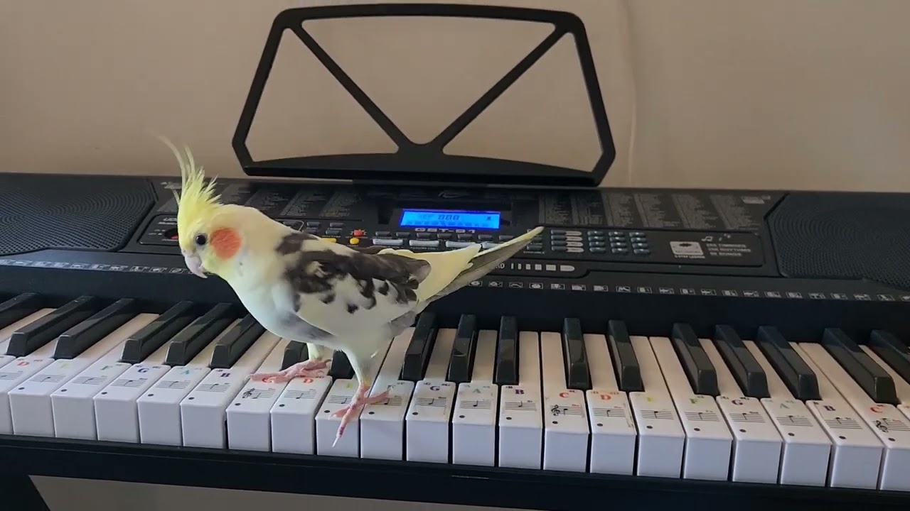 Lemon The Cockatiel is really professional at piano!