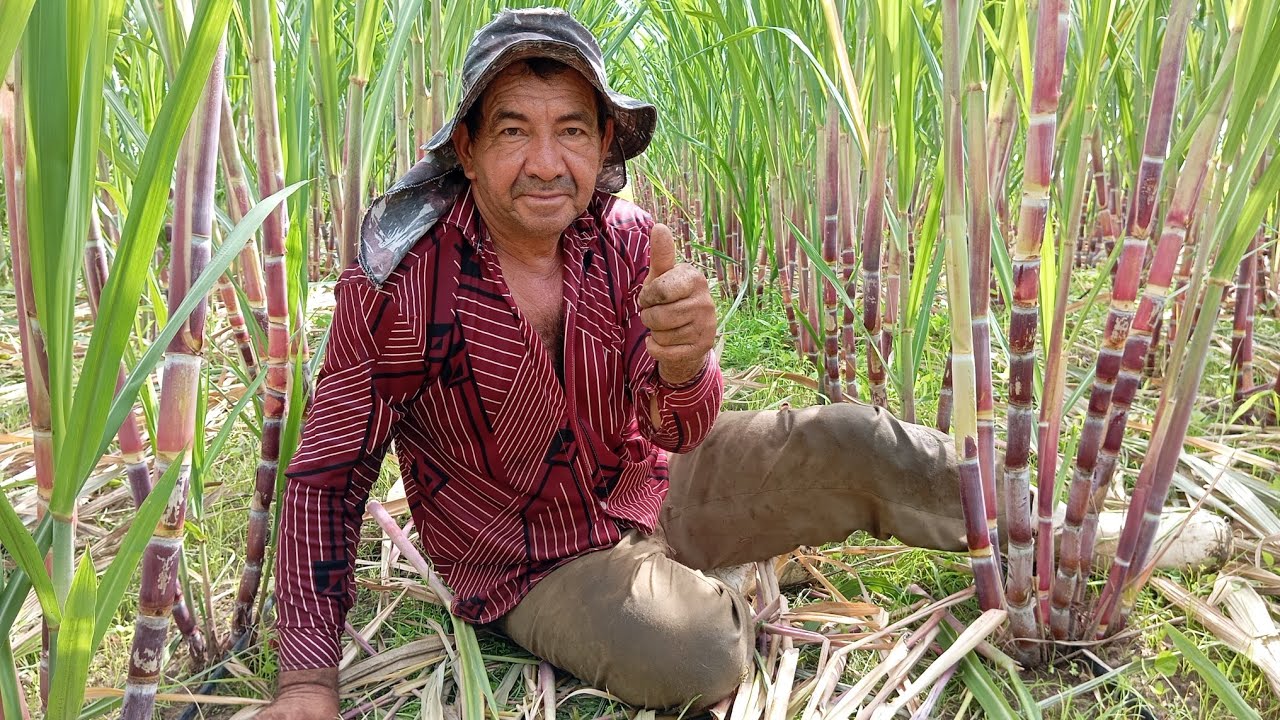Como Fazer A Cana-De-Açúcar Crescer E Engrossar Mais Rápido