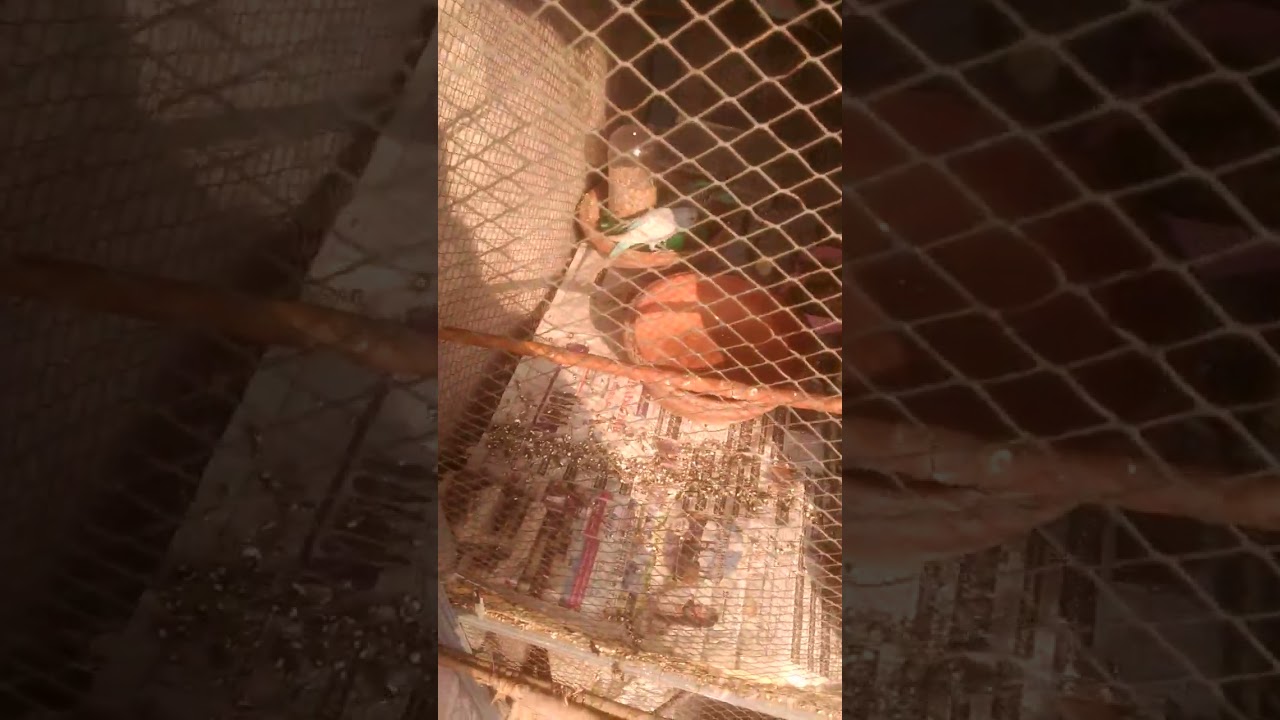 In winter the bird should be covered¬|سردیوں میں پرندہ کو ڈھک کر رکھنا چاہیے