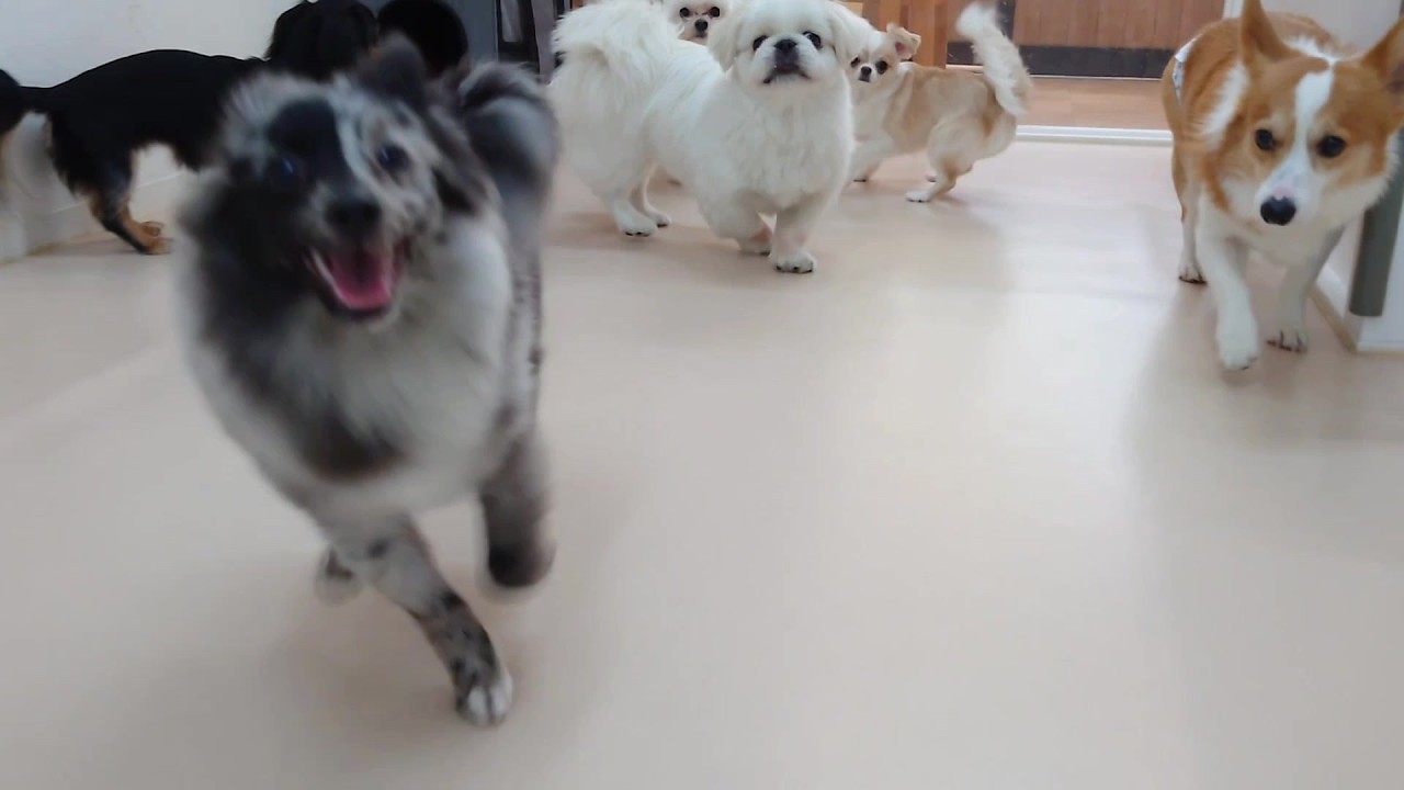 元気なポメシェルちゃんが合流　🐶ひみつきちなう！②🐶  2026年3月19日