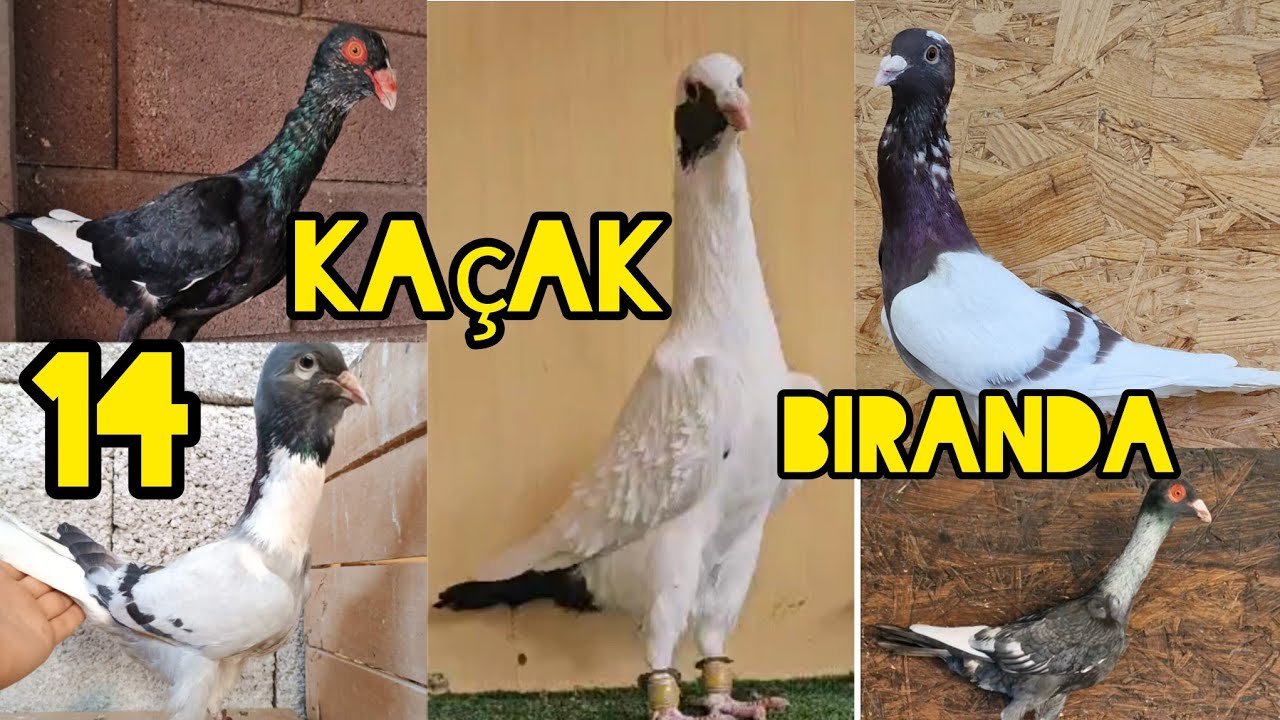 14 kaçak Biranda Bıraktık#aksoyfiloelvanguvercinleri