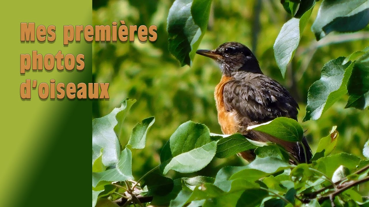 Mes premières photos d'oiseaux / My first bird pictures