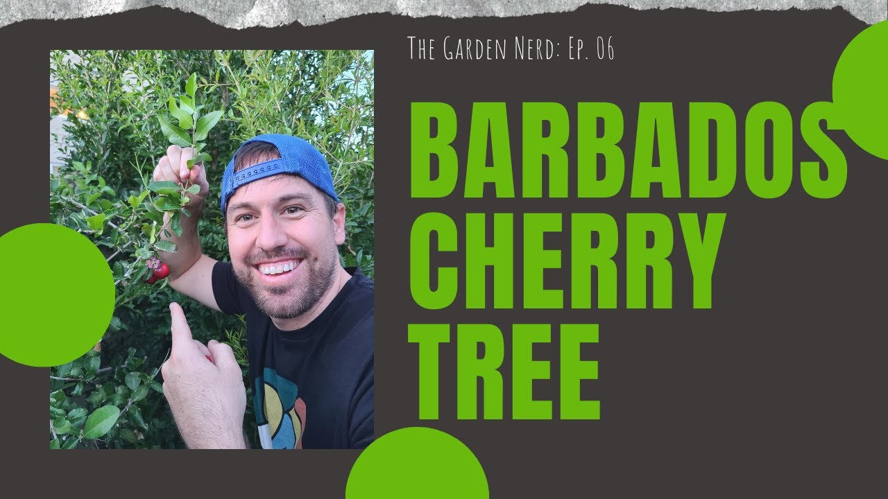 How To Grow Cherries In Arizona! Barbados Cherry (Acerola).