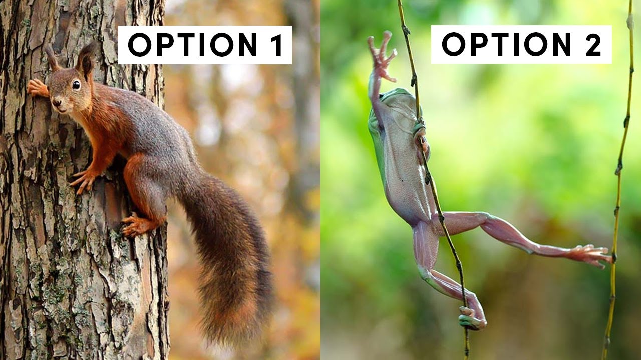 How Animals Climb Trees