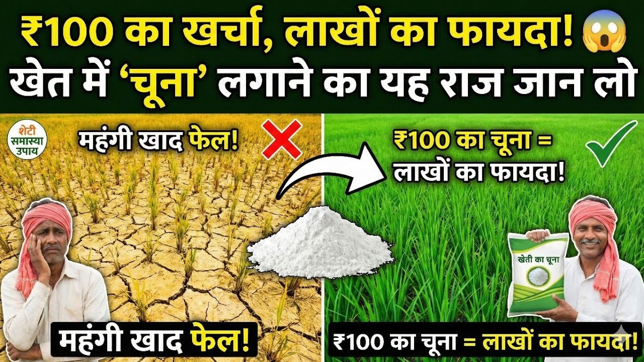 ₹100 का खर्चा, लाखों का फायदा! 😲 खेत में 'चूना' लगाने का यह राज जान लो @khetiSamasyaUpay 