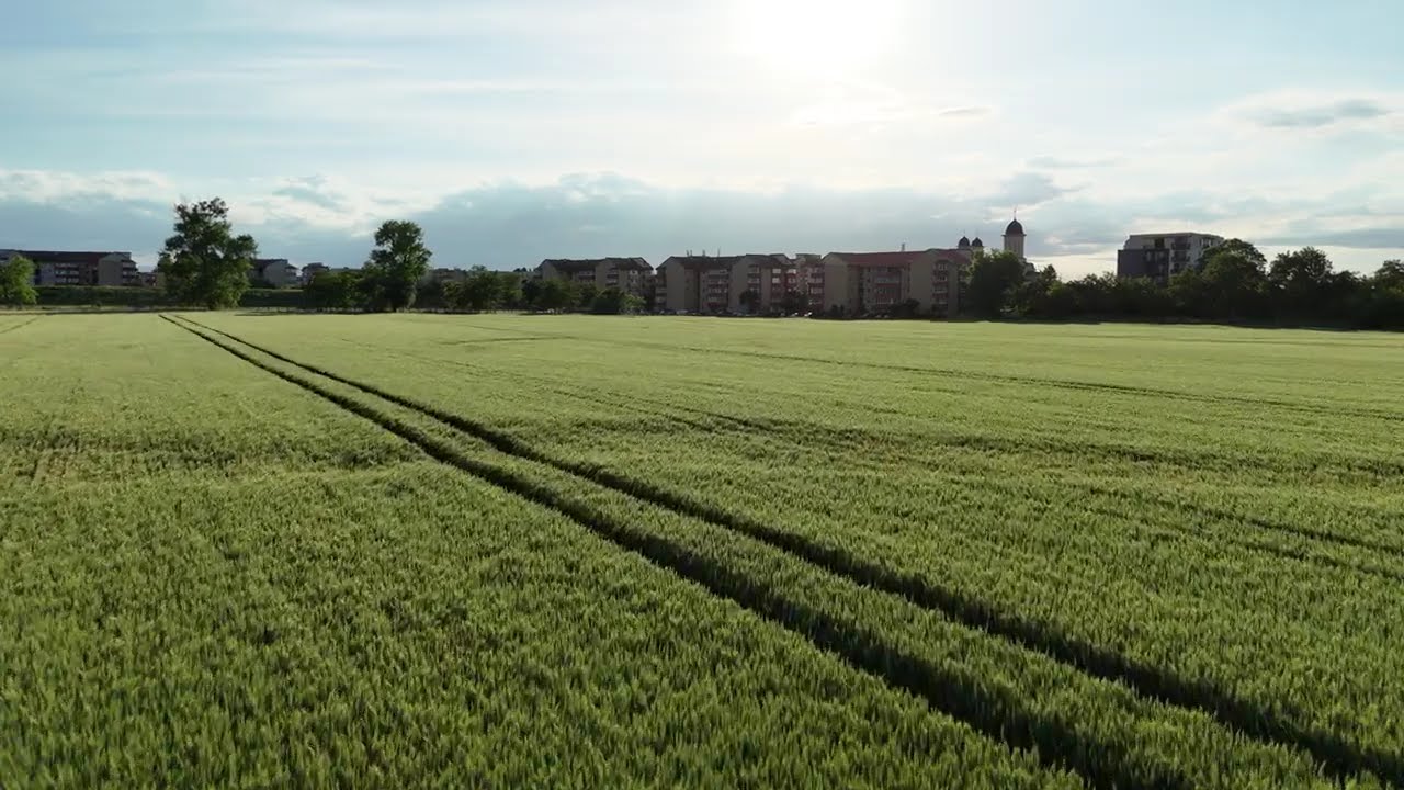 Fast fly above a green field on sunny day #dji #drone #dronevideoproduction #romania