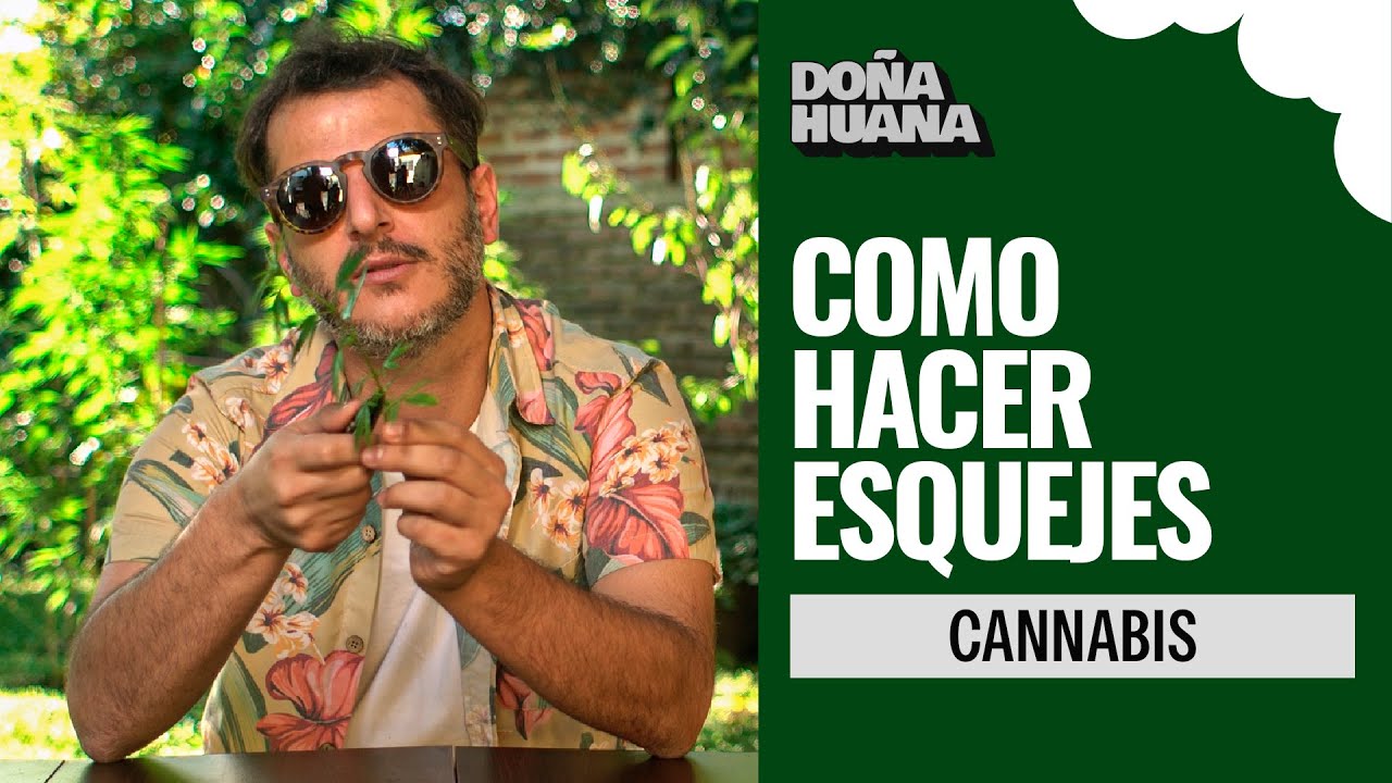 CANNABIS - COMO HACER ESQUEJES - CULTIVO PRINCIPIANTES