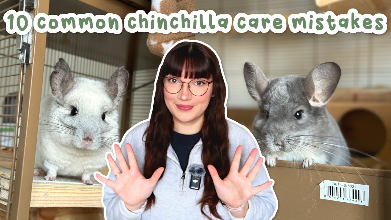 Don't make these 10 common chinchilla care mistakes