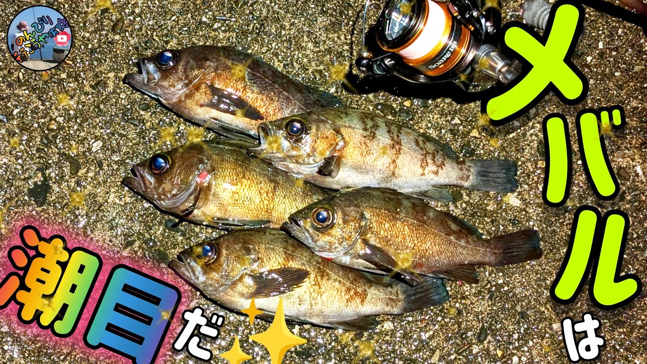 〚廿日市市〛2月初旬釣行🎣20cm前後の良型メバルを釣るなら潮目を探せ🌊潮目に投げれば数釣り出来ます💞